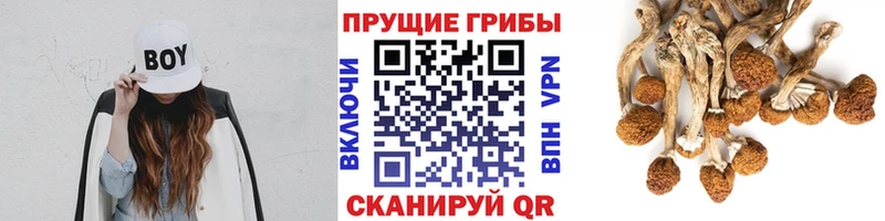купить   Арзамас  Галлюциногенные грибы Psilocybine cubensis 